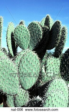 Stock Photograph - Cactus Plant. Fotosearch