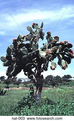 Cactus Tree with Pink Flowers Mexico View Large Photo Image Stock Image - Cactus Tree with Pink Flowers Mexico. Fotosearch