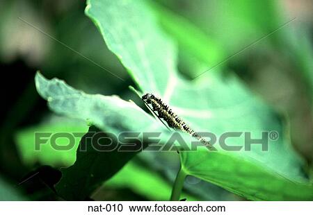 Caterpillar Feeding on Leaf Wales View Large Photo Image Stock Image - Caterpillar Feeding on Leaf Wales. Fotosearch