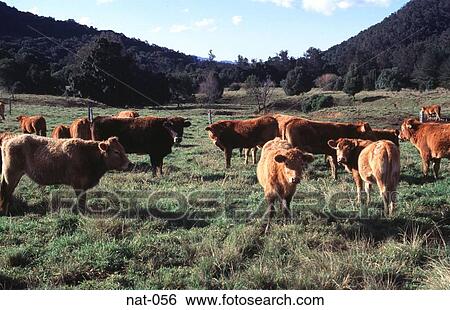 Cattle in an Australian Valley View Large Photo Image Stock Photograph - Cattle in an Australian Valley. Fotosearch