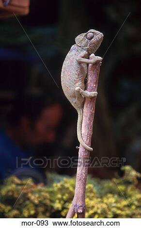 Chameleon on Stick Morocco View Large Photo Image Stock Image - Chameleon on Stick Morocco. Fotosearch