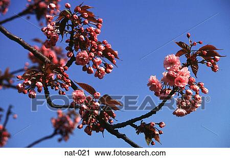 Cherry Blossom in Spring View Large Photo Image Stock Image - Cherry Blossom in Spring. Fotosearch