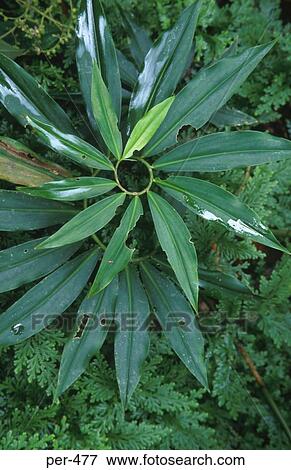 Circular Spiked Amazon Plant Rain Forest Iquitos Peru View Large Photo Image Stock Photo - Circular Spiked Amazon Plant Rain Forest Iquitos Peru. Fotosearch