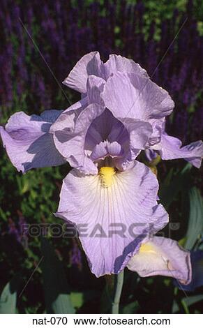 Stock Image - Close Up of Purple Iris. Fotosearch