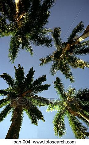 Coconut Palms against the Sky View Large Photo Image Picture - Coconut Palms against the Sky. Fotosearch
