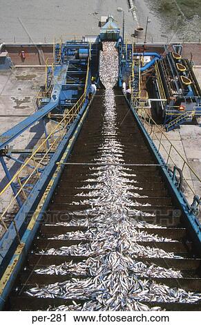 Stock Image - Conveyor unloading Fish Chincha Peru. Fotosearch