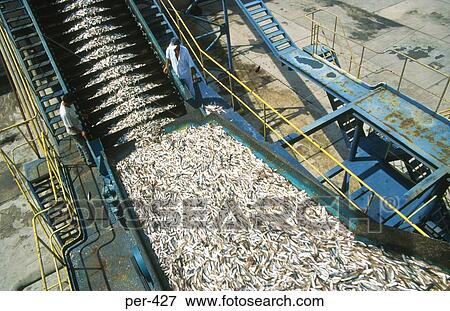 Conveyor unloading Fish Chincha Peru View Large Photo Image Stock Photo - Conveyor unloading Fish Chincha Peru. Fotosearch