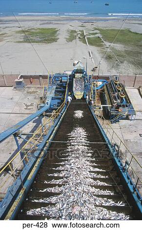 Conveyor unloading Fish Chincha Peru View Large Photo Image Stock Photo - Conveyor unloading Fish Chincha Peru. Fotosearch
