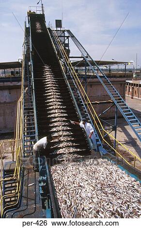 Stock Photograph - Conveyor unloading Fish Chincha Peru. Fotosearch