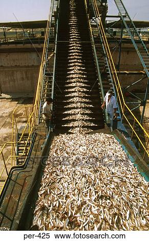 Stock Photography - Conveyor unloading Fish Chincha Peru. Fotosearch