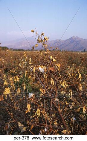 Stock Photo - Cotton Plant Ica Peru. Fotosearch