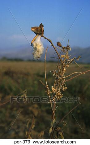 Cotton Plant Ica Peru View Large Photo Image Stock Photo - Cotton Plant Ica Peru. Fotosearch