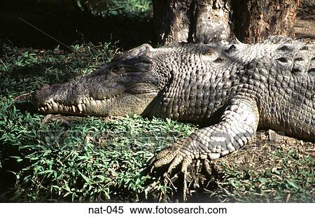 Crocodile on a River Bank View Large Photo Image Stock Photography - Crocodile on a River Bank. Fotosearch