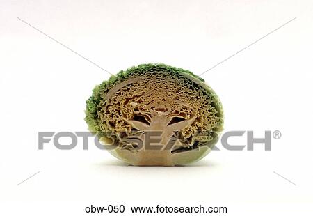 Cross Section of a Green Cabbage View Large Photo Image Stock Image - Cross Section of a Green Cabbage. Fotosearch