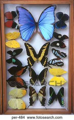 Display Case of Butterflies Peru View Large Photo Image Picture - Display Case of Butterflies Peru. Fotosearch