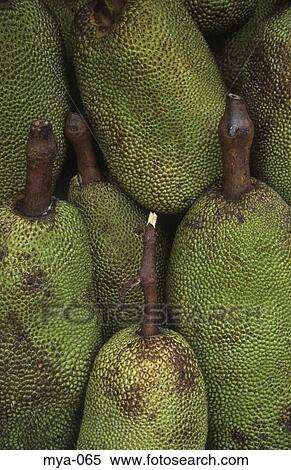 Display of Durian Kuala Lumpur Malaysia View Large Photo Image Stock Photography - Display of Durian Kuala Lumpur Malaysia. Fotosearch
