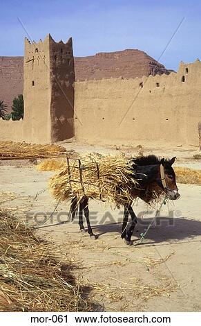 Donkey Loaded with Straw in Berber Village Morocco View Large Photo Image Stock Image - Donkey Loaded with Straw in Berber Village Morocco. Fotosearch