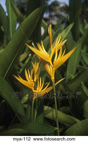 Exotic Flower Kuala Lumpur Malaysia View Large Photo Image Stock Image - Exotic Flower Kuala Lumpur Malaysia. Fotosearch