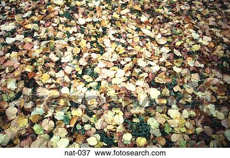 Fallen Autumn Leaves View Large Photo Image Stock Photo - Fallen Autumn Leaves. Fotosearch