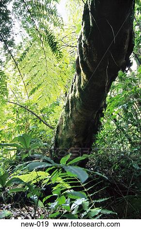 Fallen Tree in New Zealand Rainforest View Large Photo Image Stock Photo - Fallen Tree in New Zealand Rainforest. Fotosearch