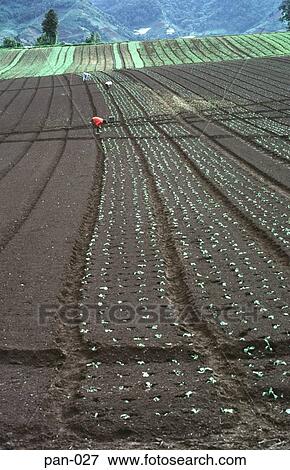 Farm Labourers Planting Crops Cerro Punta Panama View Large Photo Image Stock Photo - Farm Labourers Planting Crops Cerro Punta Panama. Fotosearch