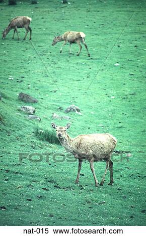 Female Deer Grazing in the Highlands Scotland View Large Photo Image Stock Photography - Female Deer Grazing in the Highlands Scotland. Fotosearch