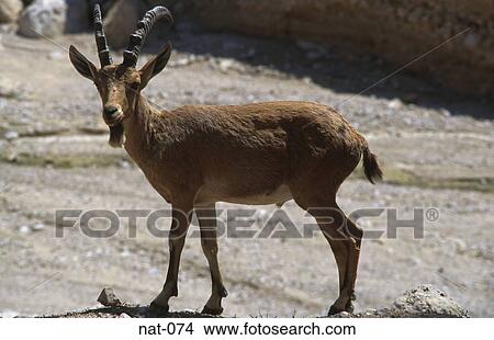 Female Ibex View Large Photo Image Picture - Female Ibex. Fotosearch