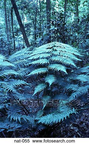 Ferns in an Australian Rain Forest View Large Photo Image Stock Photography - Ferns in an Australian Rain Forest. Fotosearch