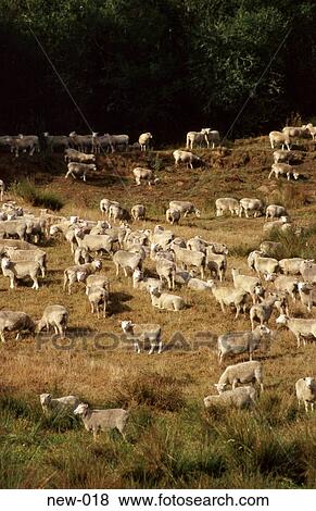 Field with Sheep North Island New Zealand View Large Photo Image Stock Photo - Field with Sheep North Island New Zealand. Fotosearch