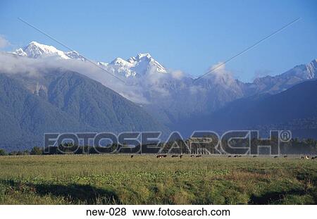 Fields and Southern Alps New Zealand View Large Photo Image Stock Photo - Fields and Southern Alps New Zealand. Fotosearch