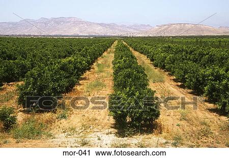 Stock Image - Fields of Fruit Trees Morocco. Fotosearch