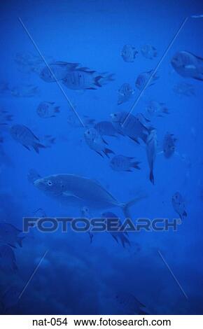 Fish at the Great Barrier Reef View Large Photo Image Picture - Fish at the Great Barrier Reef. Fotosearch