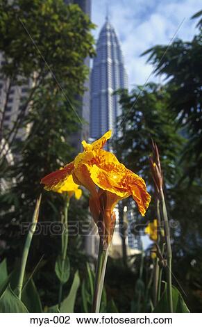 Flower and Petronas Towers Kuala Lumpur Malaysia View Large Photo Image Stock Image - Flower and Petronas Towers Kuala Lumpur Malaysia. Fotosearch