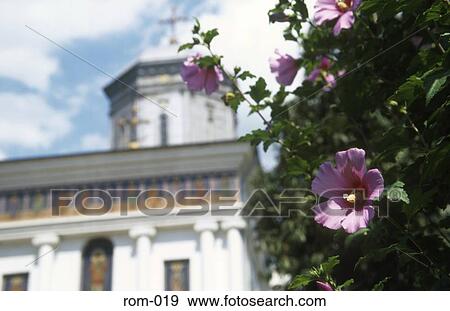 Stock Photo - Flower outside Stavropoleas Church Romania. Fotosearch
