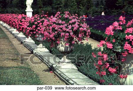 Stock Photo - Flowers at the Palace Of Versailles Paris France. Fotosearch