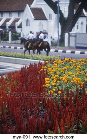 Flowers in Merdeka Square Kuala Lumpur Malaysia View Large Photo Image Stock Image - Flowers in Merdeka Square Kuala Lumpur Malaysia. Fotosearch