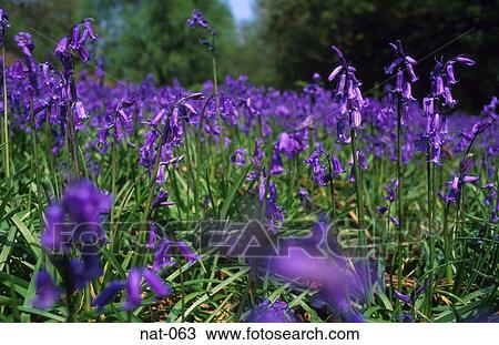 Forest Floor Covered in Bluebells View Large Photo Image Stock Image - Forest Floor Covered in Bluebells. Fotosearch