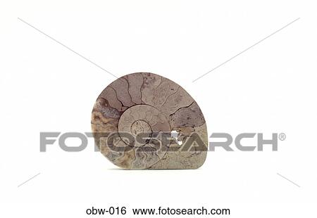 Fossil of Ammonite View Large Photo Image Stock Photograph - Fossil of Ammonite. Fotosearch