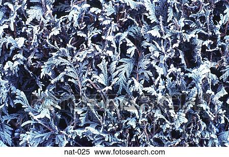 Frosted Fir Tree Leaves in Austria View Large Photo Image Stock Photography - Frosted Fir Tree Leaves in Austria. Fotosearch