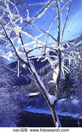 Stock Photo - Frosted Tree Branches in Winter. Fotosearch