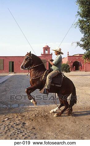 Stock Photo - Gaucho on Horse Rearing Up Peru. Fotosearch