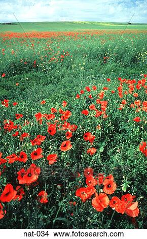 Green Field with Red Poppies View Large Photo Image Picture - Green Field with Red Poppies. Fotosearch