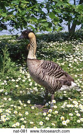 Hawaiian Goose or Ne-Ne View Large Photo Image Stock Image - Hawaiian Goose or Ne-Ne. Fotosearch