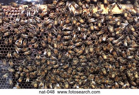 Honey Bees On a Comb View Large Photo Image Stock Photo - Honey Bees On a Comb. Fotosearch