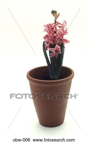 Hyacinth Plant in Clay Pot View Large Photo Image Stock Photograph - Hyacinth Plant in Clay Pot. Fotosearch