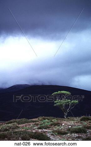 Isolated Tree on Black Moor View Large Photo Image Stock Photograph - Isolated Tree on Black Moor. Fotosearch