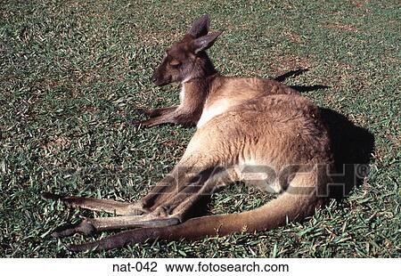 Stock Image - Kangaroo Lying Down. Fotosearch