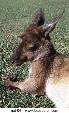 Kangaroo View Large Photo Image Stock Image - Kangaroo. Fotosearch