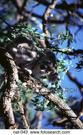 Stock Image - Koala Bear in a Tree. Fotosearch