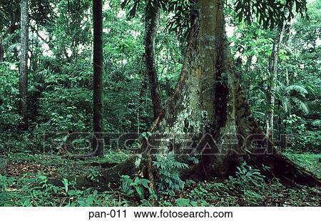 Large Tree Trunk Soberania National Park Panama View Large Photo Image Stock Image - Large Tree Trunk Soberania National Park Panama. Fotosearch